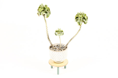 Modernist / Minimalist Plywood + Tubular Steel Low Plant Stand / Pedestal — Tier Collection